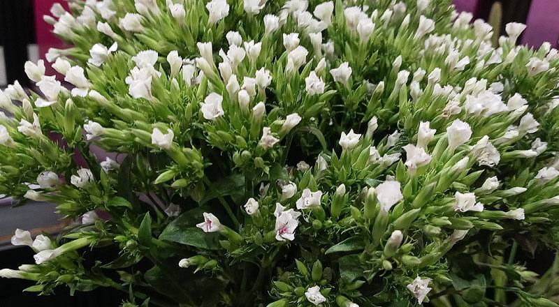 深山櫻白 (圖片2)