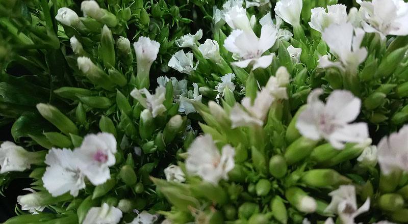 深山櫻白 (圖片4)