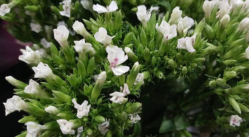 深山櫻白 (圖片3)