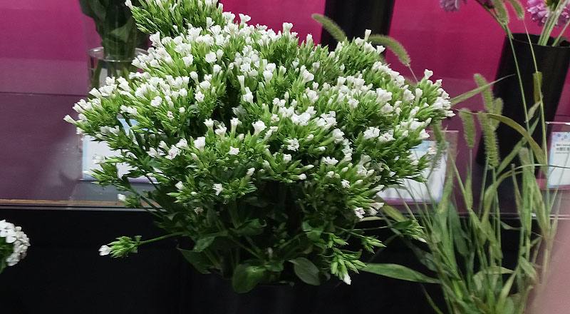 深山櫻白 (圖片1)