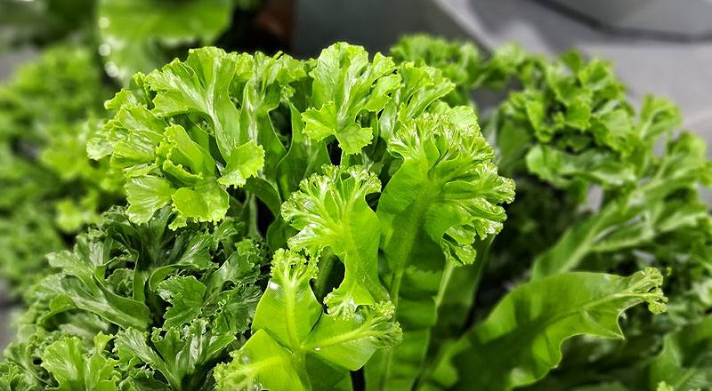 鹿角山蘇 (圖片6)