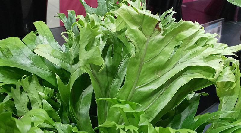 鹿角山蘇 (圖片4)