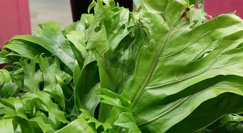 鹿角山蘇 (圖片2)