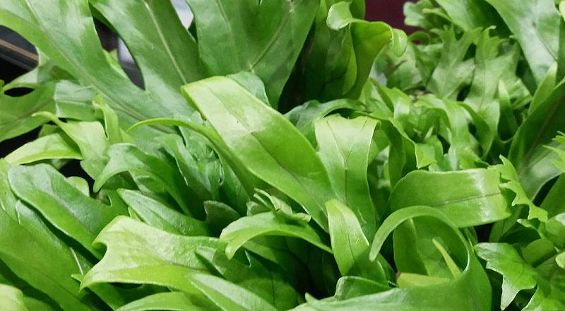 鹿角山蘇 (圖片3)