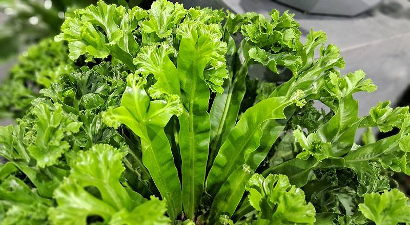 鹿角山蘇 (圖片5)