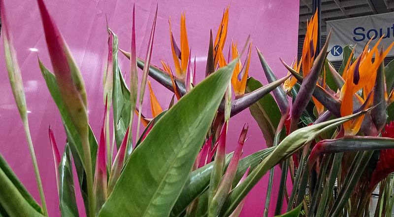 小天堂鳥 紅 (圖片3)