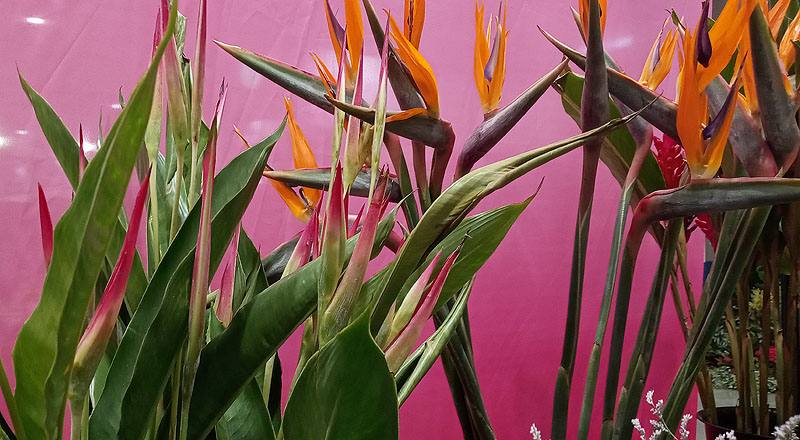 小天堂鳥 紅 (圖片1)