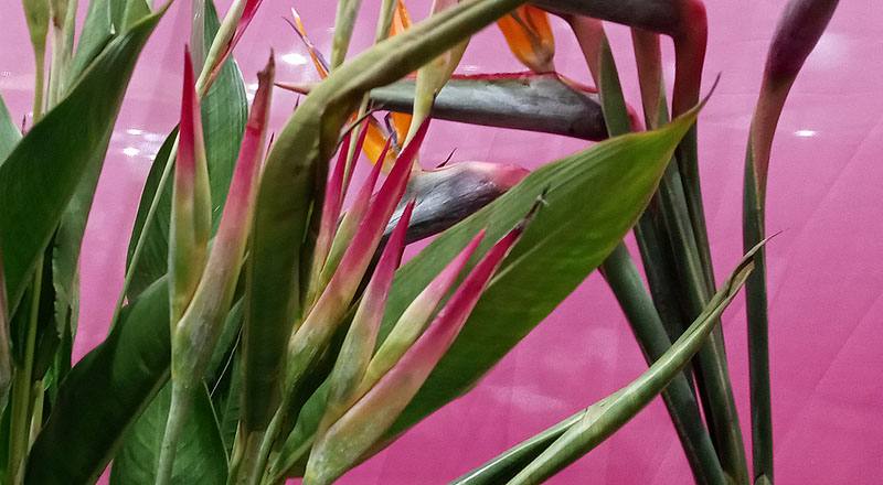 小天堂鳥 紅 (圖片2)