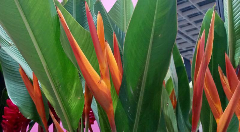 小天堂鳥-桔帶紅 (圖片3)