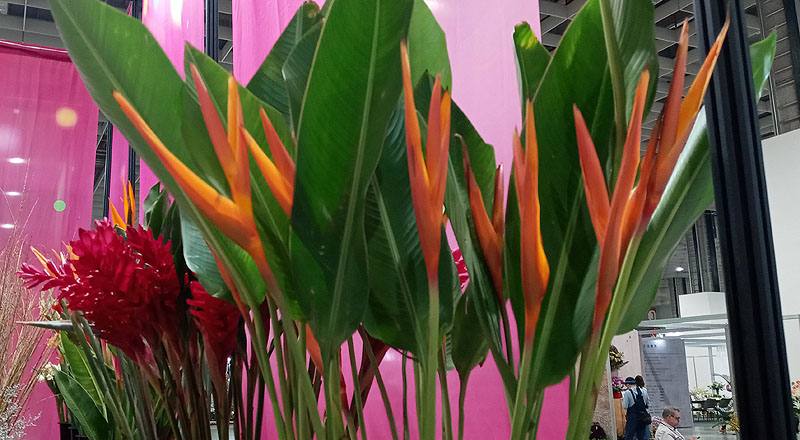 小天堂鳥-桔帶紅 (圖片2)