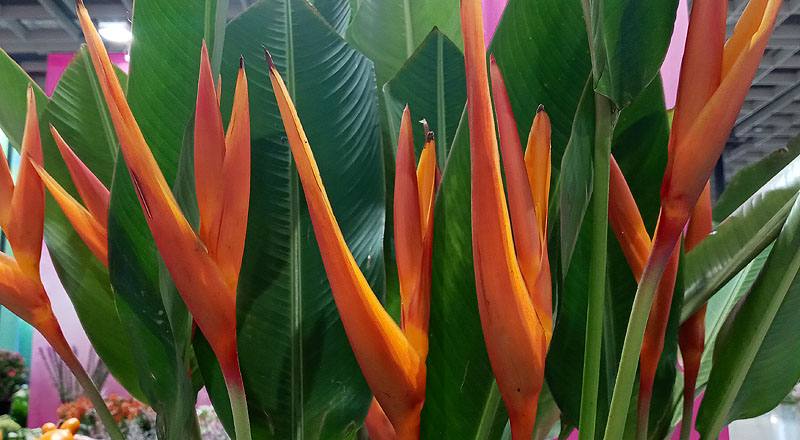 小天堂鳥-桔帶紅 (圖片4)