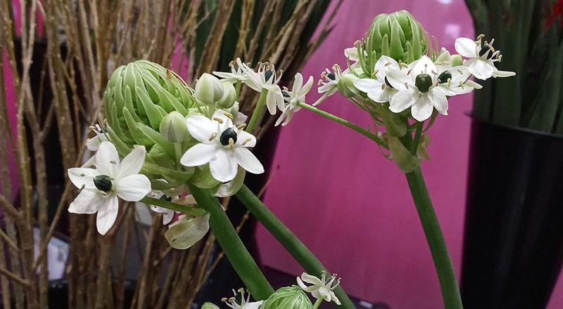 伯利恆之星 (圖片5)