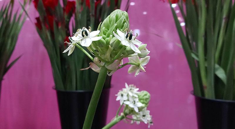 伯利恆之星 (圖片3)