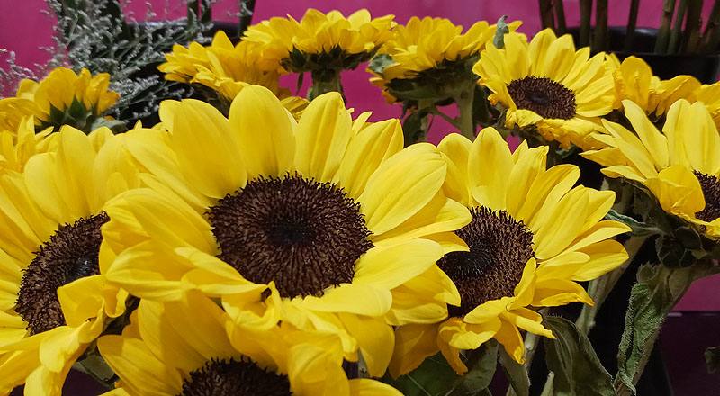 向日葵 檸檬 (圖片4)