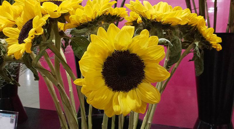 向日葵 檸檬 (圖片6)