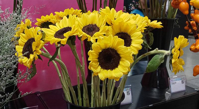 向日葵 檸檬 (圖片2)