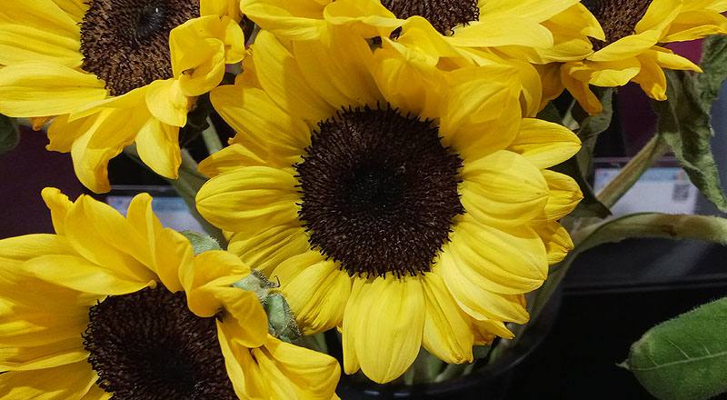 向日葵 檸檬 (圖片5)