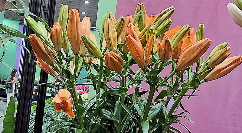 姬百合 橙 (圖片1)