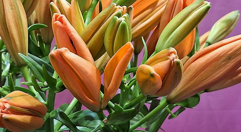 姬百合 橙 (圖片3)