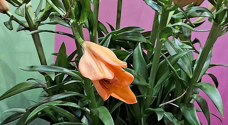 姬百合 橙 (圖片2)