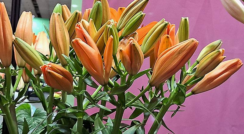 姬百合 橙 (圖片5)