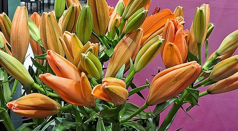 姬百合 橙 (圖片4)