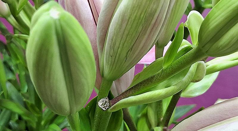 姬百合 粉 (圖片5)