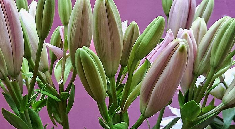 姬百合 粉 (圖片3)