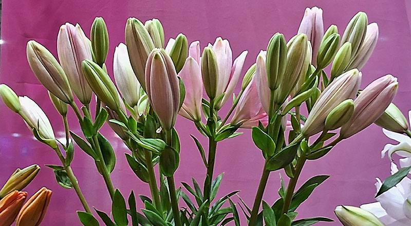 姬百合 粉 (圖片1)