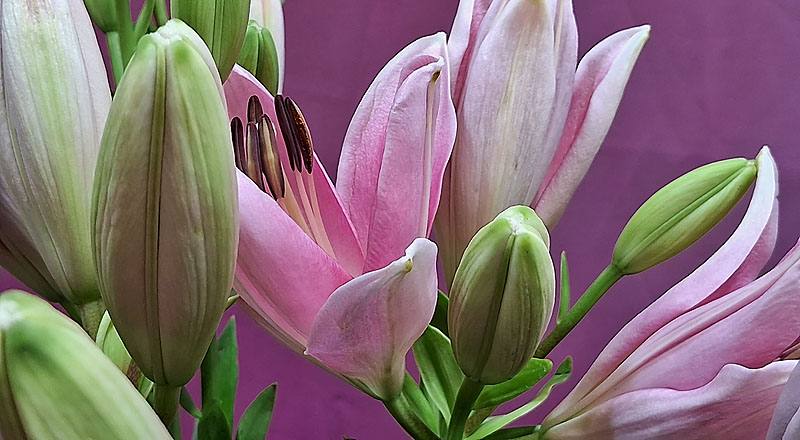 姬百合 粉 (圖片4)