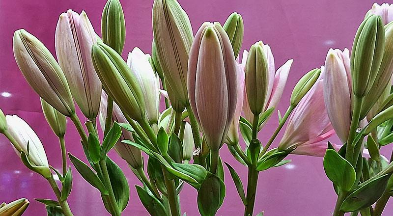 姬百合 粉 (圖片2)