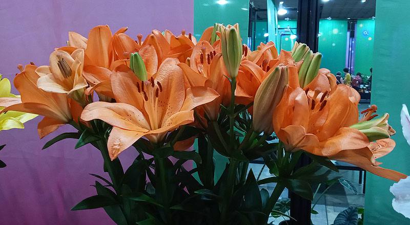 LA百合 橙 (圖片2)