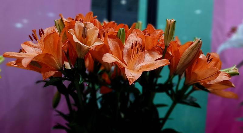 LA百合 橙 (圖片6)