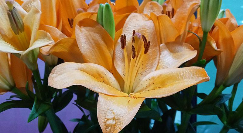 LA百合 橙 (圖片3)