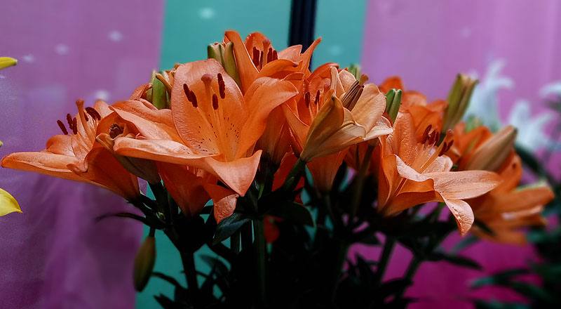 LA百合 橙 (圖片7)