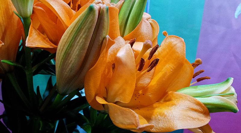 LA百合 橙 (圖片5)