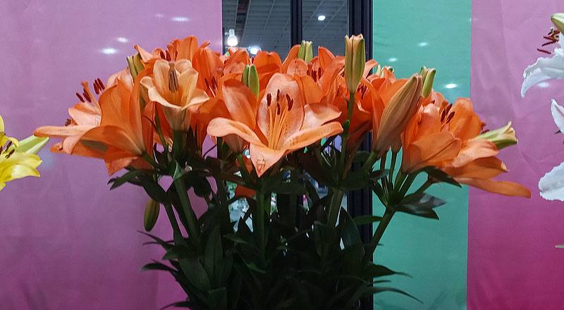 LA百合 橙 (圖片1)