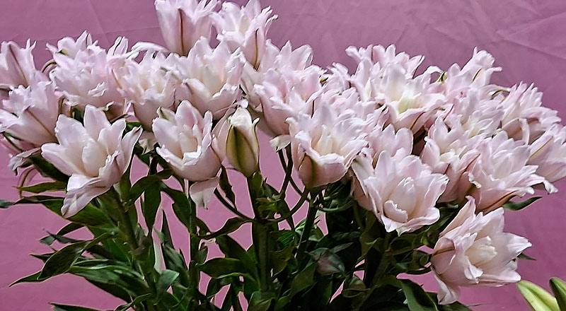 重瓣百合 伊莎貝拉 (圖片2)