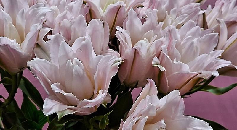 重瓣百合 伊莎貝拉 (圖片3)