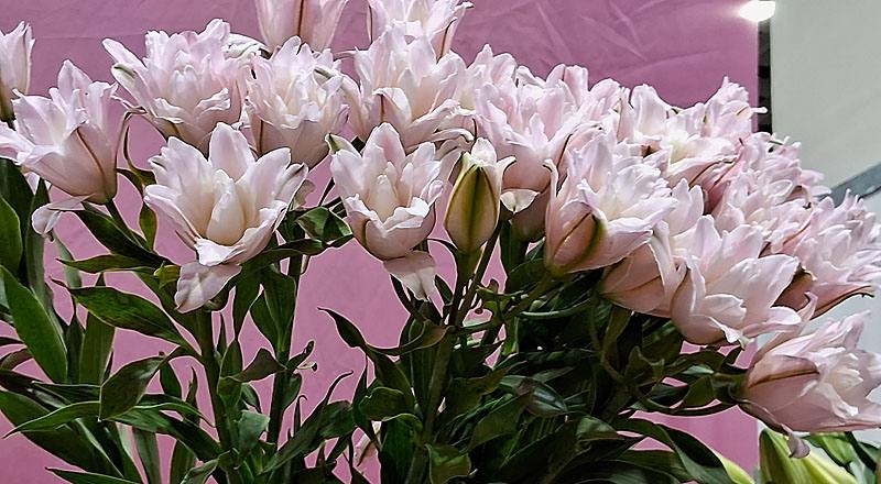 重瓣百合 伊莎貝拉 (圖片1)