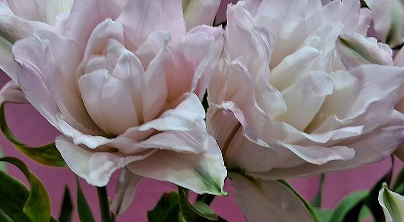 重瓣百合 伊莎貝拉 (圖片4)