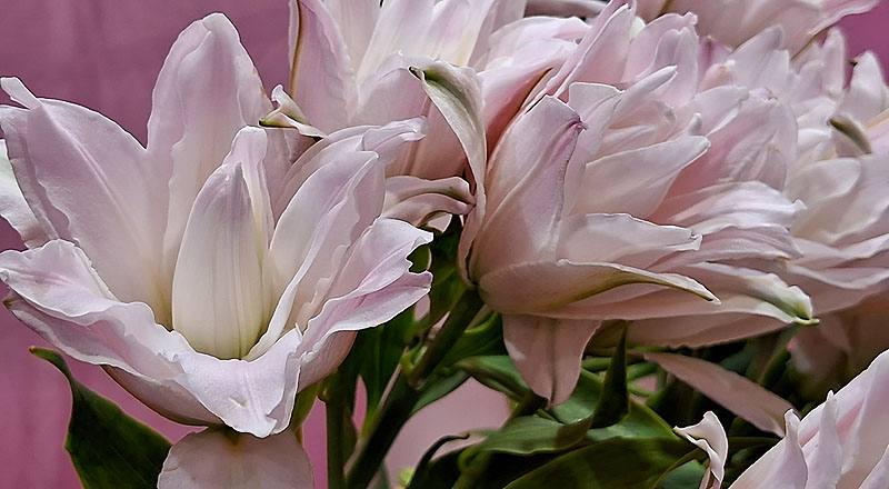 重瓣百合 伊莎貝拉 (圖片5)