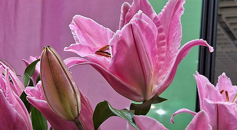 重瓣百合 艾蓮娜 (圖片5)