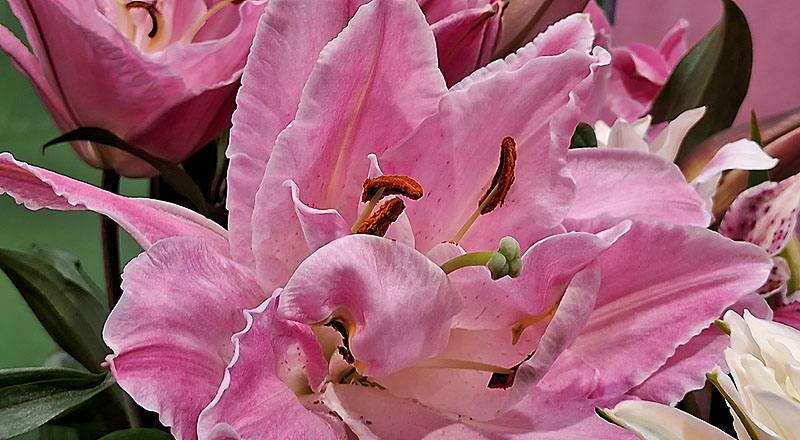 重瓣百合 艾蓮娜 (圖片4)