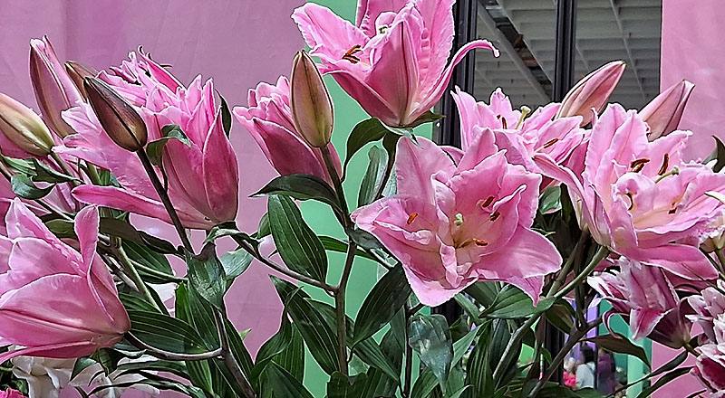 重瓣百合 艾蓮娜 (圖片1)