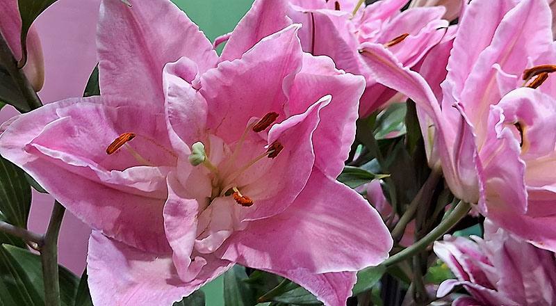 重瓣百合 艾蓮娜 (圖片3)