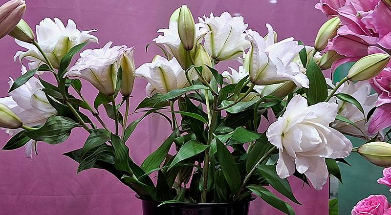 重瓣百合 阿努卡斯 (圖片1)