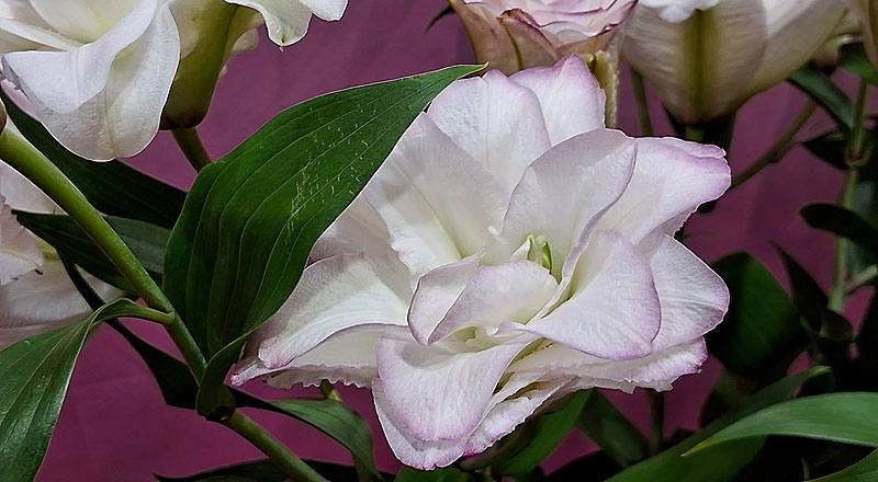 重瓣百合 阿努卡斯 (圖片4)