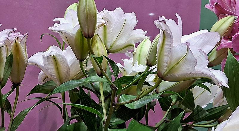 重瓣百合 阿努卡斯 (圖片2)