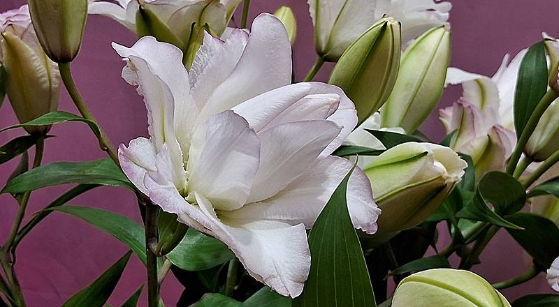 重瓣百合 阿努卡斯 (圖片5)